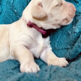Australian Labradoodle Puppies from Salona- Australian Labradoodles of North America
