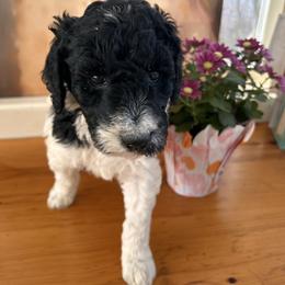 Eve - Parti female Poodle puppy in Greenwich, New York from MizzElle’s Standard Poodles