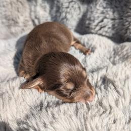 AKC Chocolate and Tan Girl 2 - Chocolate and tan female Dachshund puppy in Choctaw, Oklahoma from TS Performance Horses & Dachshunds