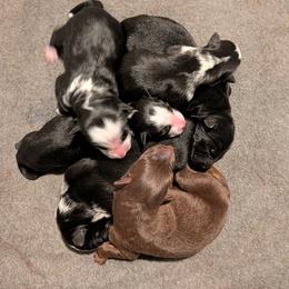 Sir Duncan - Panda male German Shepherd puppy in Garrett, Indiana from Devil-Dog Shepherds