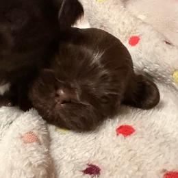 Chocolate Female - Chocolate female Shih Tzu puppy in Kodak, Tennessee from Cutshall Babies