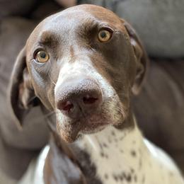 German Shorthaired Pointers from Edmonds Pointers
