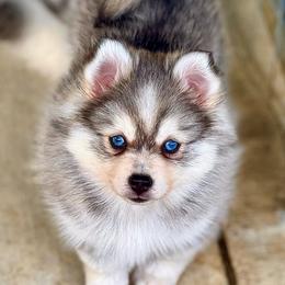 Savanna - Pomsky