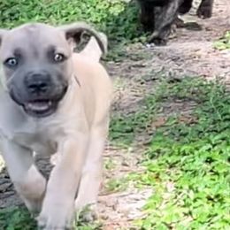 Destiny - Gray female Cane Corso puppy in Dunnellon, Florida from High Royal Kennel