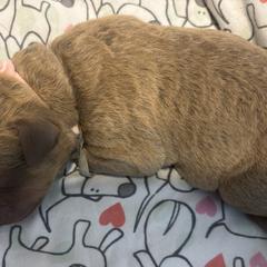 Pink boy ( Pink Floyd) - Sedge male Chesapeake Bay Retriever puppy in Las Vegas, Nevada from Birdsview Chesapeake Kennel