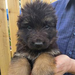 Liberty - Black and red male German Shepherd puppy in Columbus, Indiana from Stony Lonesome GSD
