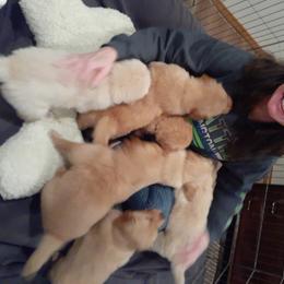 Golden Retriever Puppies from Hunnydew Goldens