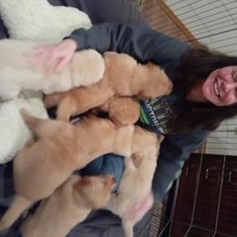 Golden Retriever Puppies from Hunnydew Goldens