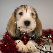 Grand Basset Griffon Vendeen Puppies from Straylight GBGV