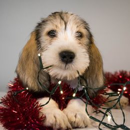 Grand Basset Griffon Vendeen Puppies from Straylight GBGV