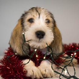Grand Basset Griffon Vendeen Puppies from Straylight GBGV