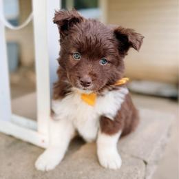 Chickadee - Chocolate female Pomsky puppy in Cleveland, Ohio from Lake Point Pomskies