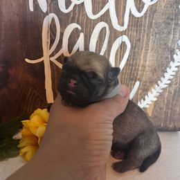 Gray collar - Fawn male Pug puppy in Tucson, Arizona from Furever Friends