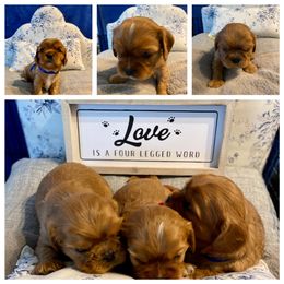 Cavalier King Charles Spaniel Puppies from Puppies of Newington