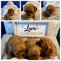 Cavalier King Charles Spaniel Puppies from Puppies of Newington
