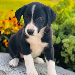 Girl 2 Black and White, White Spot on Neck - Black and white female Border Collie puppy in Minden, Iowa from Rocking N Registered Border Collies & Labradors