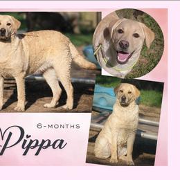 Pippa - Yellow female Labrador Retriever puppy in Nacogdoches, Texas from Westlane Dogs