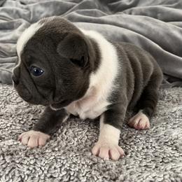 Boston Terrier and Rat Terrier Puppies from Sugar Baby Bostons