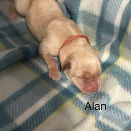 Alan - Yellow male Labrador Retriever puppy in Moses Lake, Washington from Kreger Lake Kennels