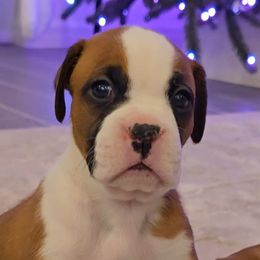 Whimsy Lou - Fawn female Boxer puppy in Howey In The Hills, Florida from Bayla Belle & Blossom's Boxers