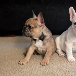 French Bulldog puppies from Zoomie Zone RI