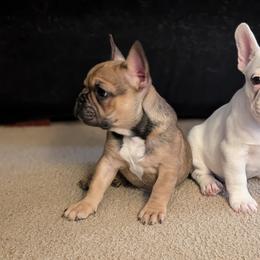 French Bulldog puppies from Zoomie Zone RI