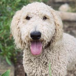 Bernedoodles, Cavapoos, Goldendoodles, and Schnoodles from Doodle Kin