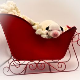 Seal - White male Chinese Crested puppy in New Smyrna Beach, Florida from FronkLinn Kennel