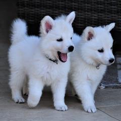 Berger Blanc Suisse Puppies from Absolute Dream White Swiss Shepherds