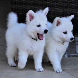 Berger Blanc Suisse Puppies from Absolute Dream White Swiss Shepherds
