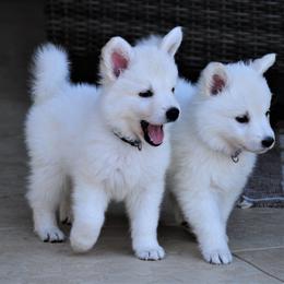 Berger Blanc Suisse Puppies from Absolute Dream White Swiss Shepherds