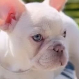 French Bulldogs from North Area French Bulldogs