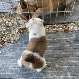 Australian Cattle Dog and Companion Cross Puppies from MX Kennel - Central MO