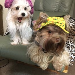 Yorkshire Terrier Puppies from Toy Town Yorkies