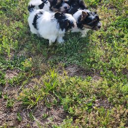 Biewer Terrier Puppies from Bibeau's Biewer Terriers