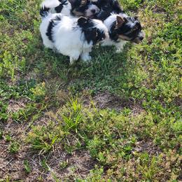 Biewer Terrier Puppies from Bibeau's Biewer Terriers