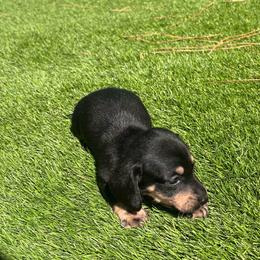 Sally - Black and tan female Dachshund puppy in Indiantown, Florida from Turquoise River Minature Dachshunds