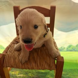 Boy 4 Yellow - Dark golden male Golden Retriever puppy in Joshua, Texas from 3 Gun Retrievers
