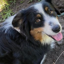 Kya - Australian Shepherd