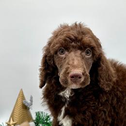 Poodle and Sheepadoodle Puppies from Smokey Mountain Sheepadoodles