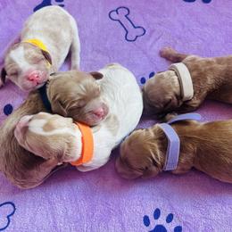 Cavapoo puppies from Puppylove for Doodles