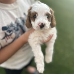 Honey Lemon - Parti female Assorted Doodle Crosses puppy in Smithfield, Utah from Golden Palms Puppies