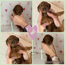 Allie - Red  female Poodle puppy in Mount Vernon, Illinois from AMC Poodles
