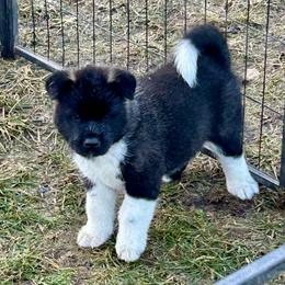 Girl 1 - Black female Akita puppy in Coalport, Pennsylvania from After Midnight Akitas