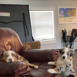 Aussiedoodle and Miniature Australian Shepherd Puppies from Puppies with Attitude