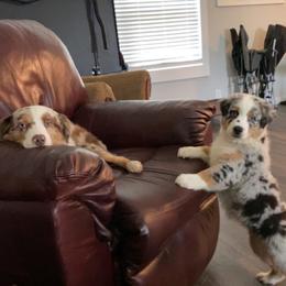 Aussiedoodle and Miniature Australian Shepherd Puppies from Puppies with Attitude