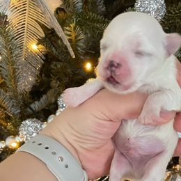Elly - White Maltese puppy in Florida from Alina's Maltese