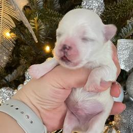 Elly - White Maltese puppy in Florida from Alina's Maltese