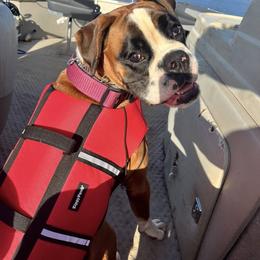 Bristol - Fawn female Boxer puppy in Mooresboro, North Carolina from Echo Hollow Boxers