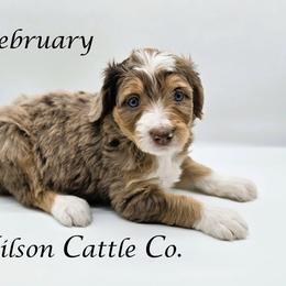 February - Red merle female Aussiedoodle puppy in Lancaster, Minnesota from Wilson Cattle Co.